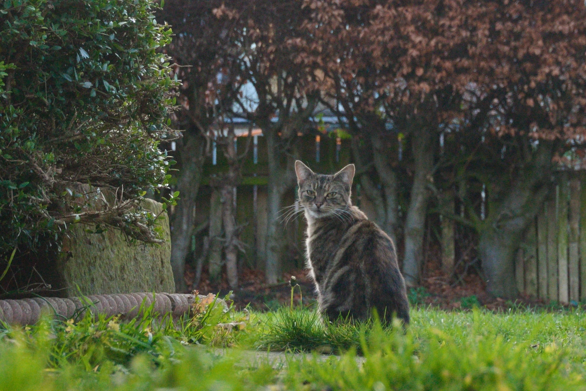 Garden variety tiger