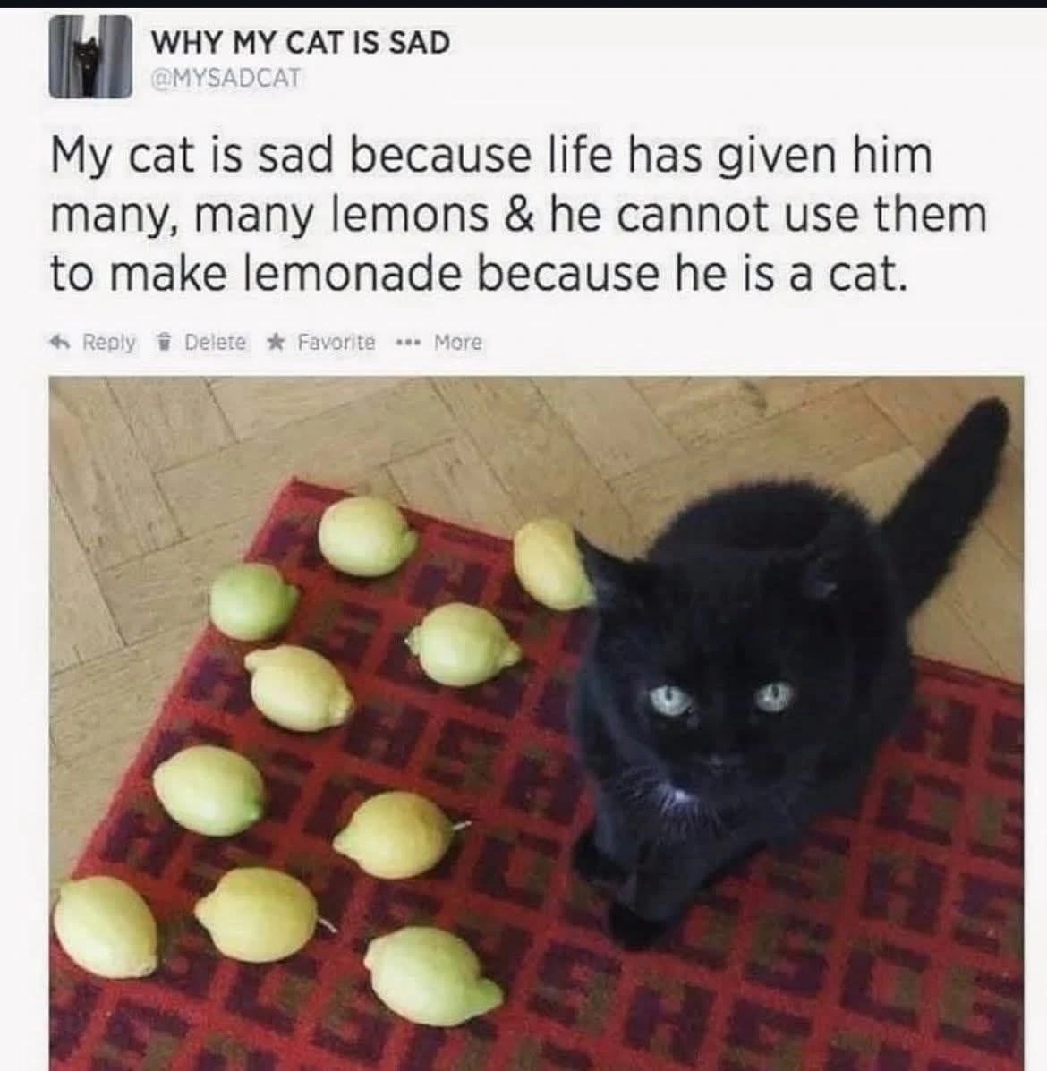 Sad cat