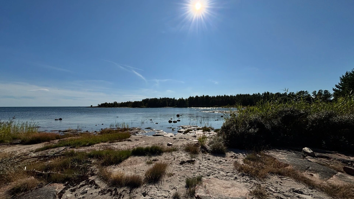 Photo of the sun shining in a blue sky over a natural beach with sea buckthorn growing on the right.