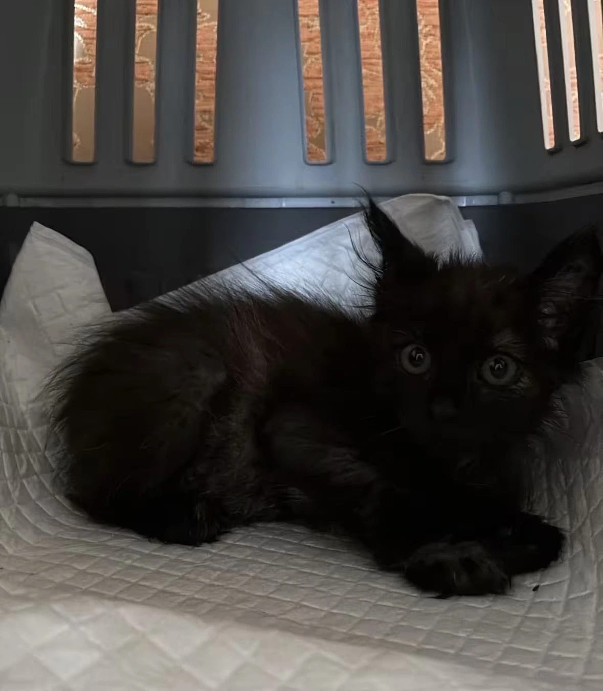 Bonnie the only survivor of the 4 kittens with parvo is back home today.