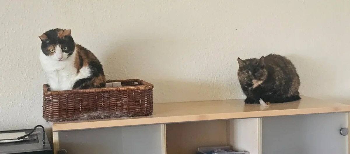 Seeking higher ground to escape the vacuum monster