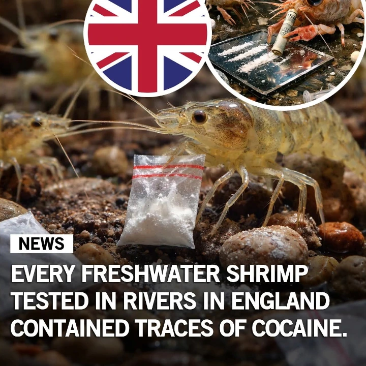 Even their fish are fucked up