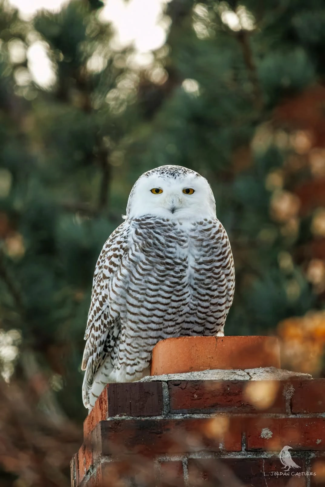 Chimney Sitter