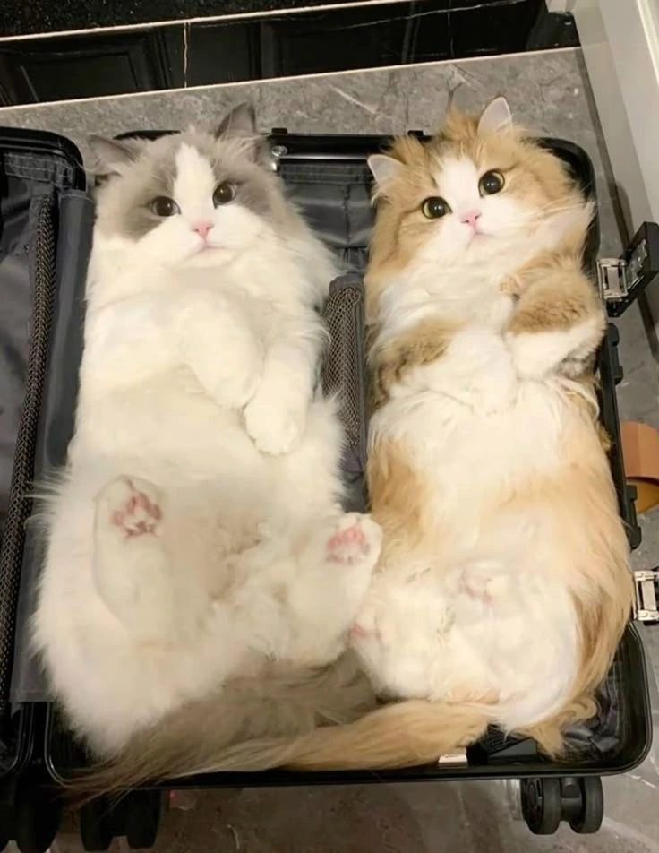 a pair ready for travel