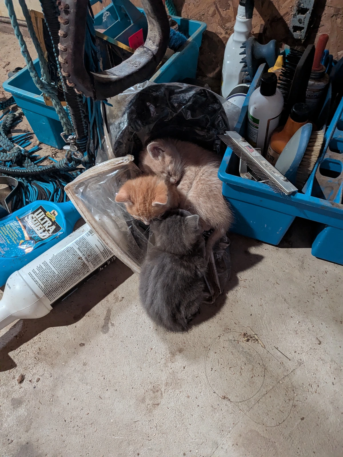 The newest barn babies are finally exploring.