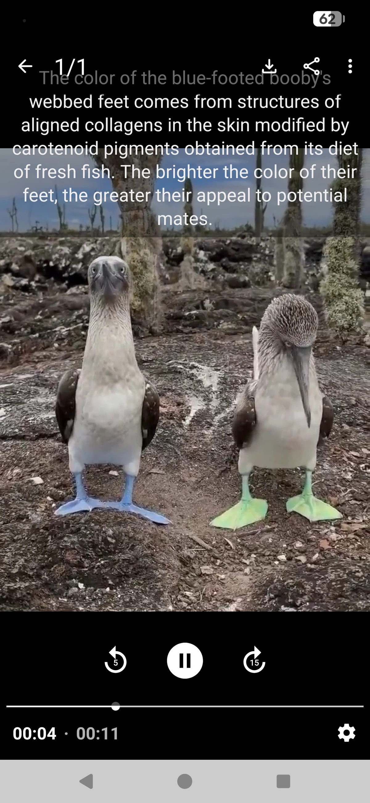 a sad looking booby looks at his light green feet while his colleague stares straight ahead showing off his vivid blue feet. The text describes the relationship between vivid color and mating success.