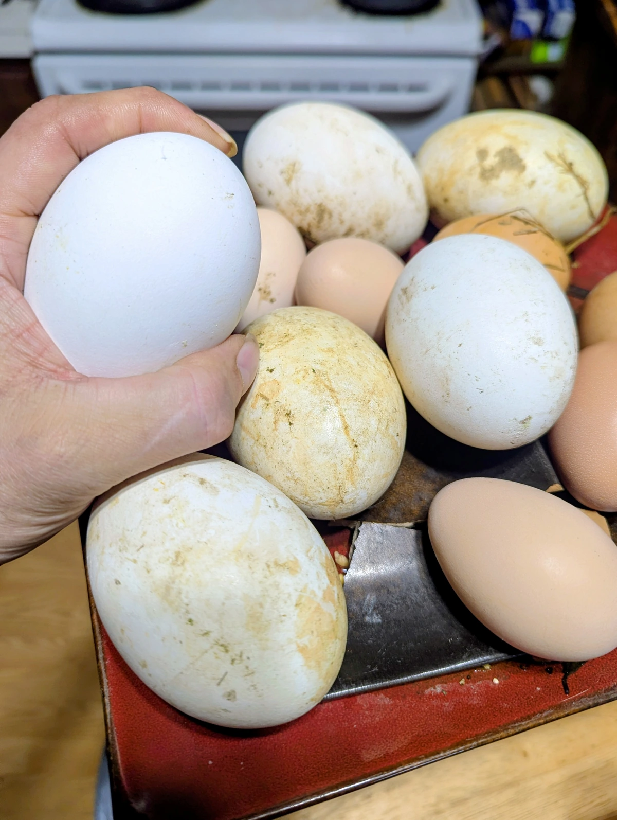 Goose eggs