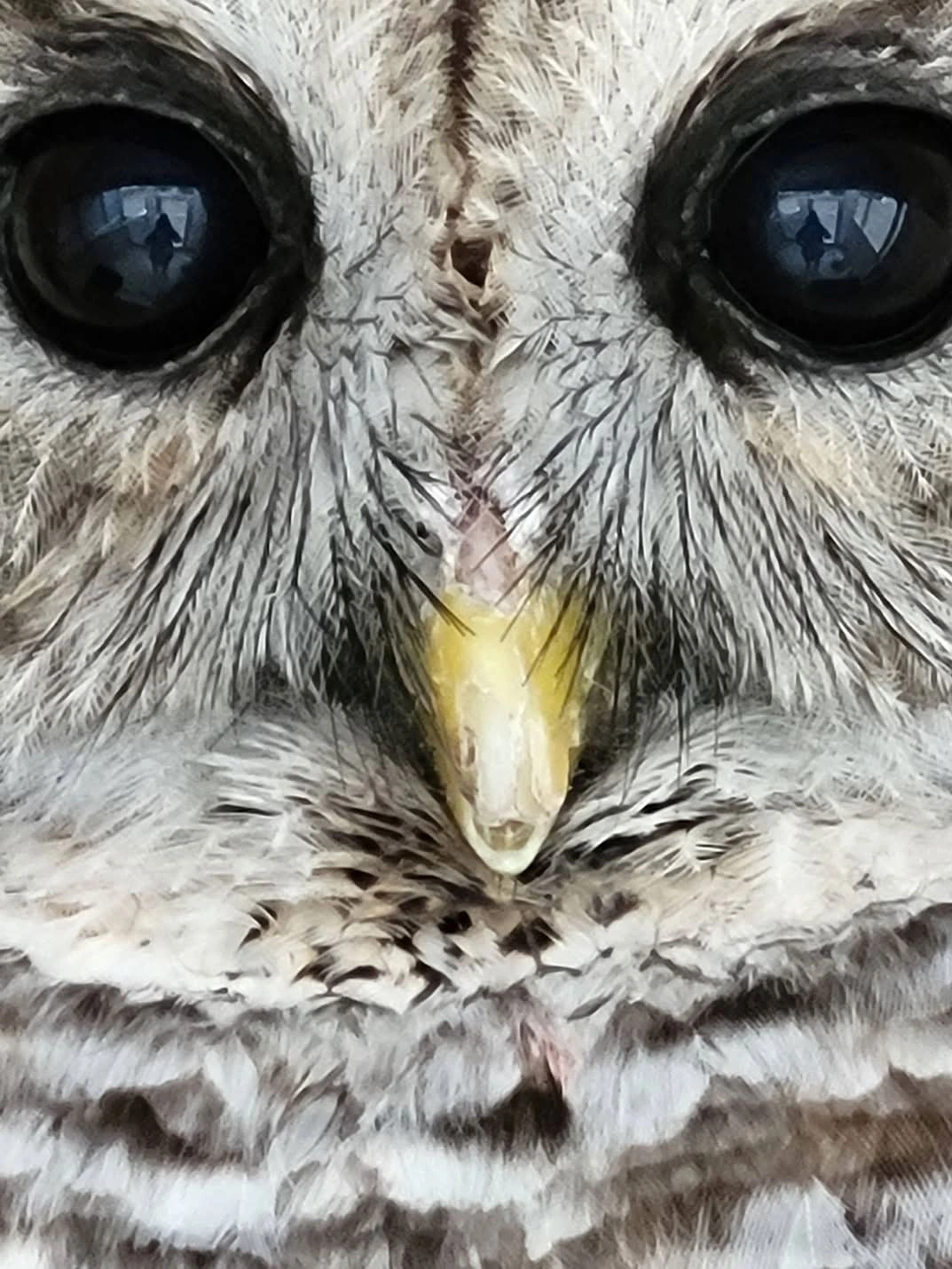 Regrowing a Beak!